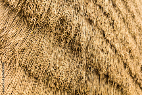 Backdrop with thatched roof...