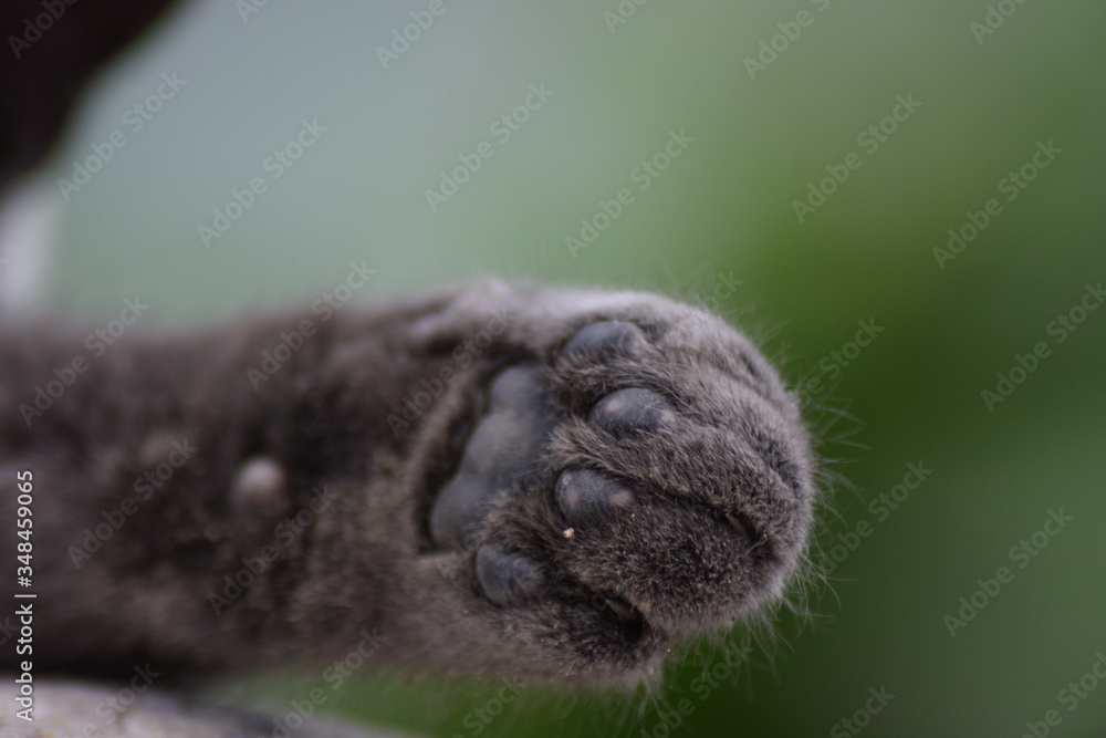 lazy grey cat chilling in the sun with bright eyes close up of the animal lazy grey cat chilling in the sun with bright eyes close up of the animal