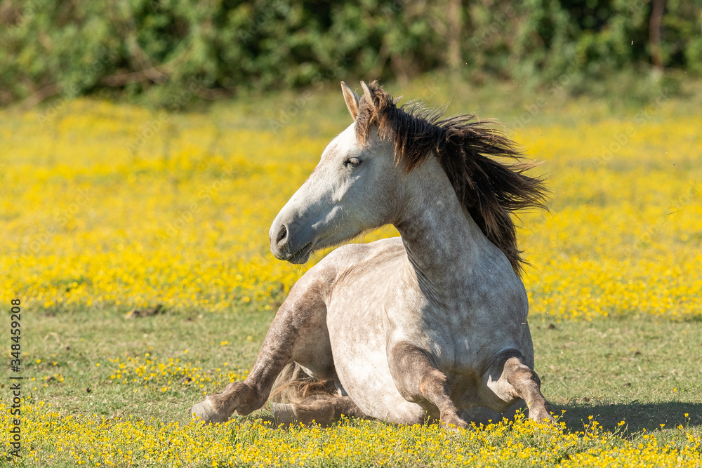 Camargue Horses in the south of France