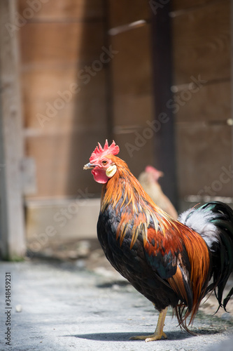 牧場で飼育された可愛い鶏 © zheng qiang
