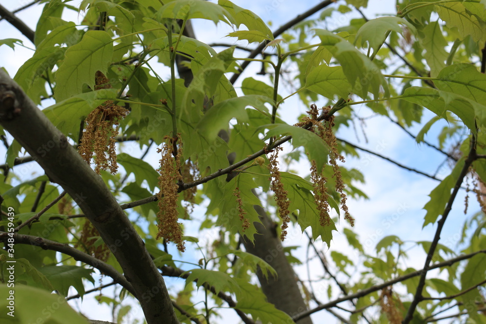 Oak flowers look like thin brown threads with knots Oak flowers look like thin brown threads with knots
