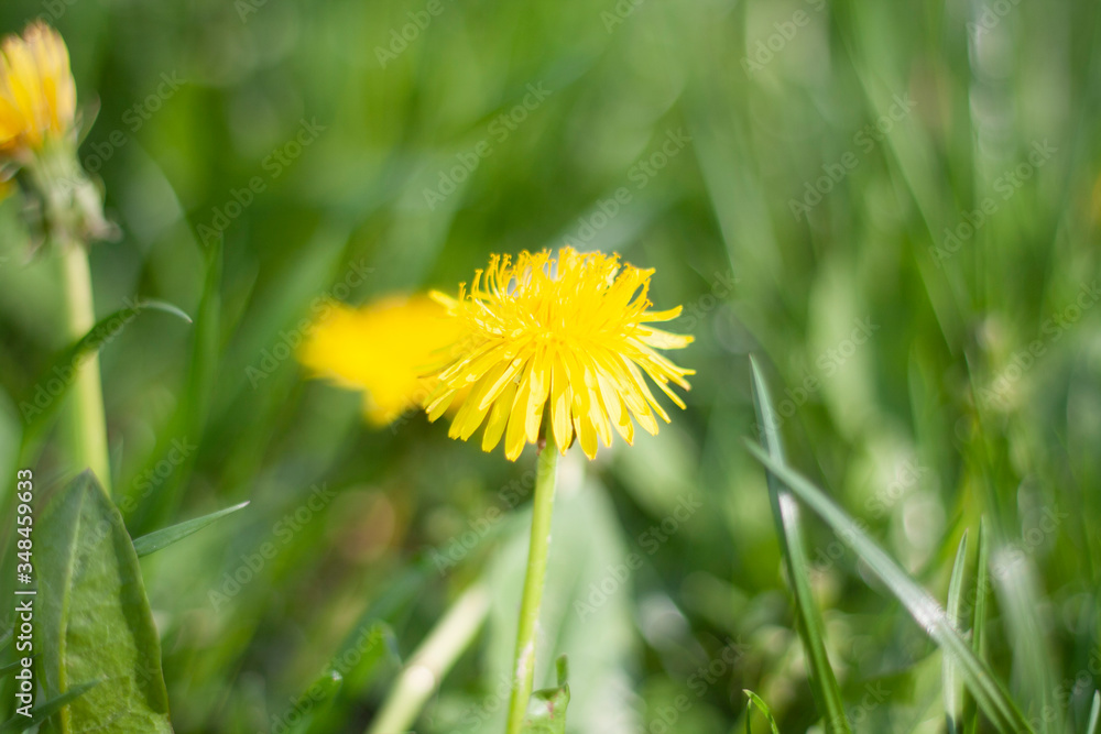 Yellow dandelion on a background of green grass