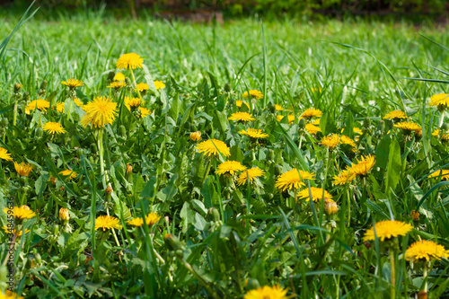 Many yellow dandelions in the green grass