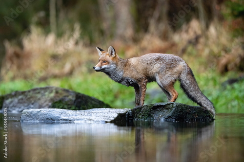 Red fox, Vulpes vulpes The mammal is standing on the stone at the river in the dark forest Europe Czech Republic Wildlife scene from Europe nature. young male