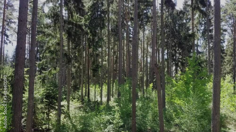 Forrest push in dolly in slow cinematic Forrest push in dolly in slow cinematic