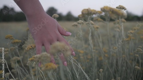 close up of woman hand walking through the fields in slow motion photo