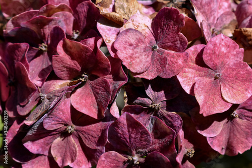 Primer plano de flores de hortensia en color burdeos. Colorido fondo floral natural iluminado por la luz del sol.