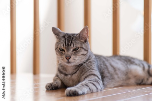 Fototapeta Naklejka Na Ścianę i Meble -  のんびり過ごす猫