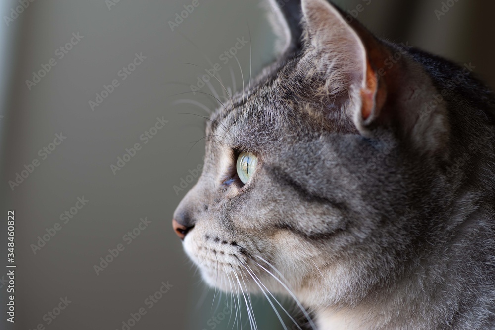 猫の横顔 猫の横顔