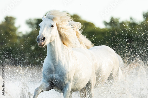 Camargue Horses in the south of France