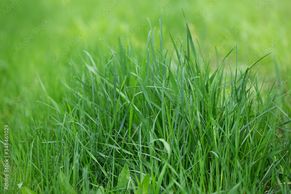 Obraz premium green grass background