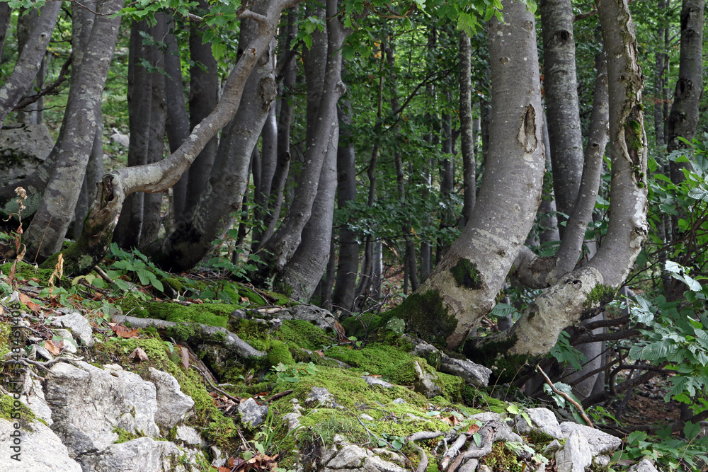 Wind chasers, crooked and gnarled tree trunks in forest on Mount Vogel, Lake Bohinjsko jezero, Bohinj, Slovenia Wind chasers, crooked and gnarled tree trunks in forest on Mount Vogel, Lake Bohinjsko jezero, Bohinj, Slovenia