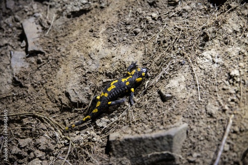 Salamandra Plamista w Bieszczadach