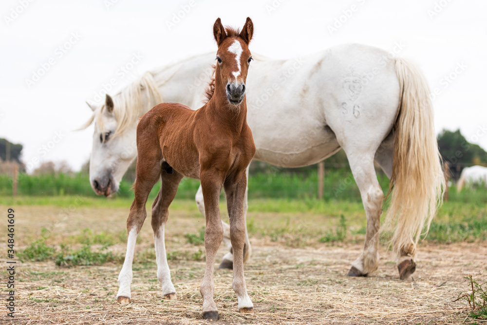 Camargue Horses in the south of France Camargue Horses in the south of France