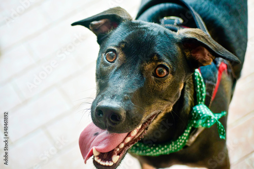 portrait of a dog