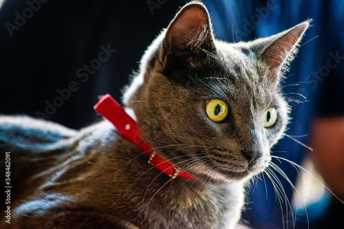close up of a cat