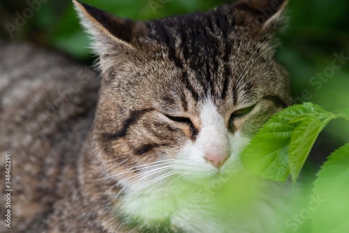 Wallpaper Mural 緑の中の猫 Torontodigital.ca