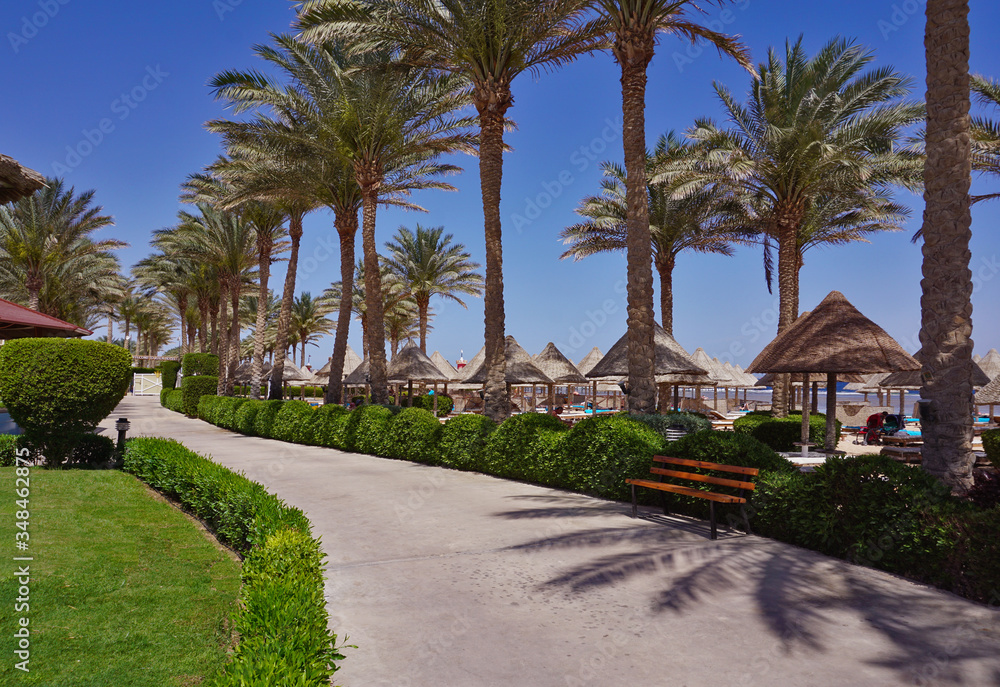 Palm trees, umbrellas and sunbeds on a sandy beach. Coast of Red Sea