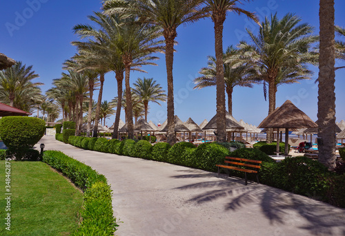 Palm trees, umbrellas and sunbeds on a sandy beach. Coast of Red Sea