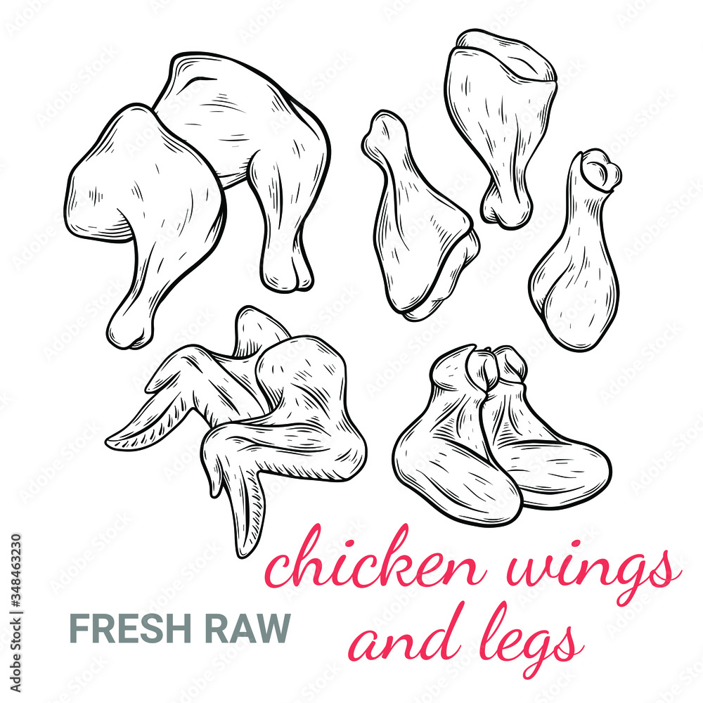 Vector set sketch style illustration of Chicken wings, chicken legs