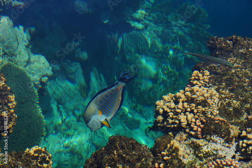 Arabian sohal surgeon fish in the natural environment, Red Sea
