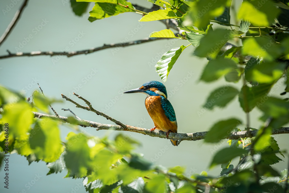 Common Kingfisher on the branch Common Kingfisher on the branch