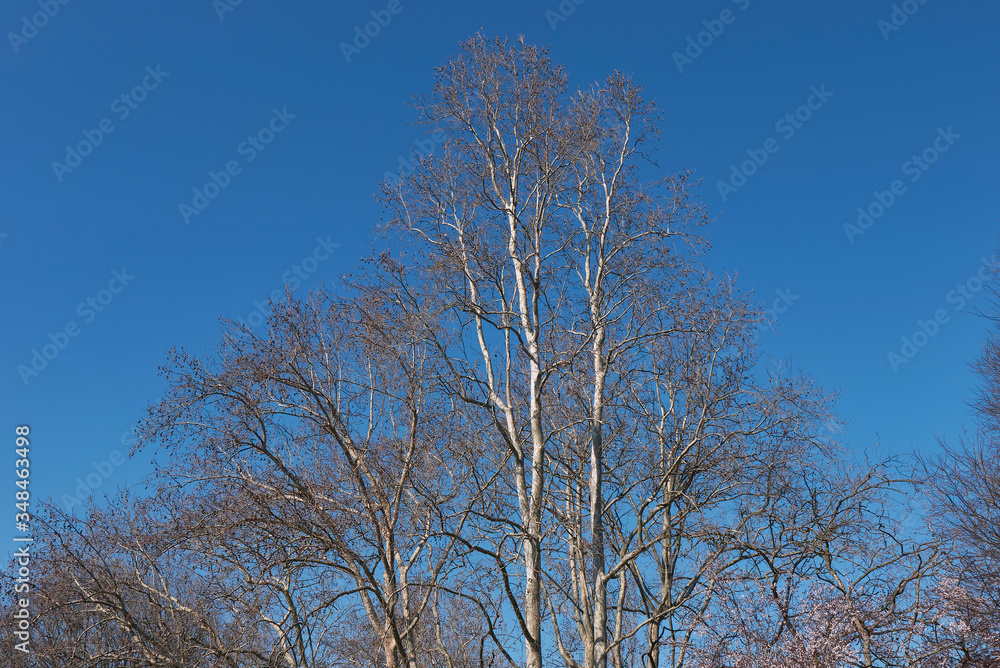 Platanus x hispanica Platanus x hispanica