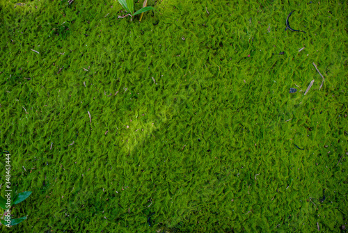 Moss green texture. Moss background. Green moss on grunge texture