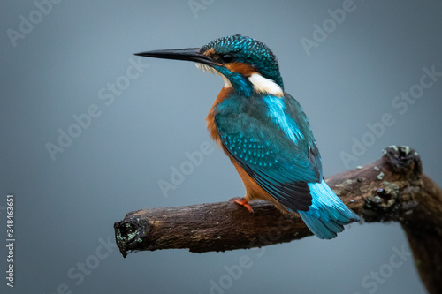 Common Kingfisher on the branch