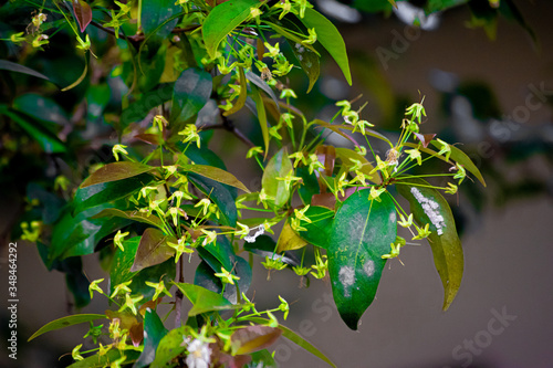 green leaves background