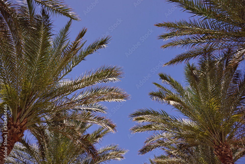 Coconut Palm tree with blue sky,retro and vintage tone. Coconut Palm tree with blue sky,retro and vintage tone.