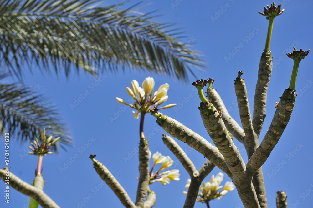 Coconut Palm tree with blue sky,retro and vintage tone.