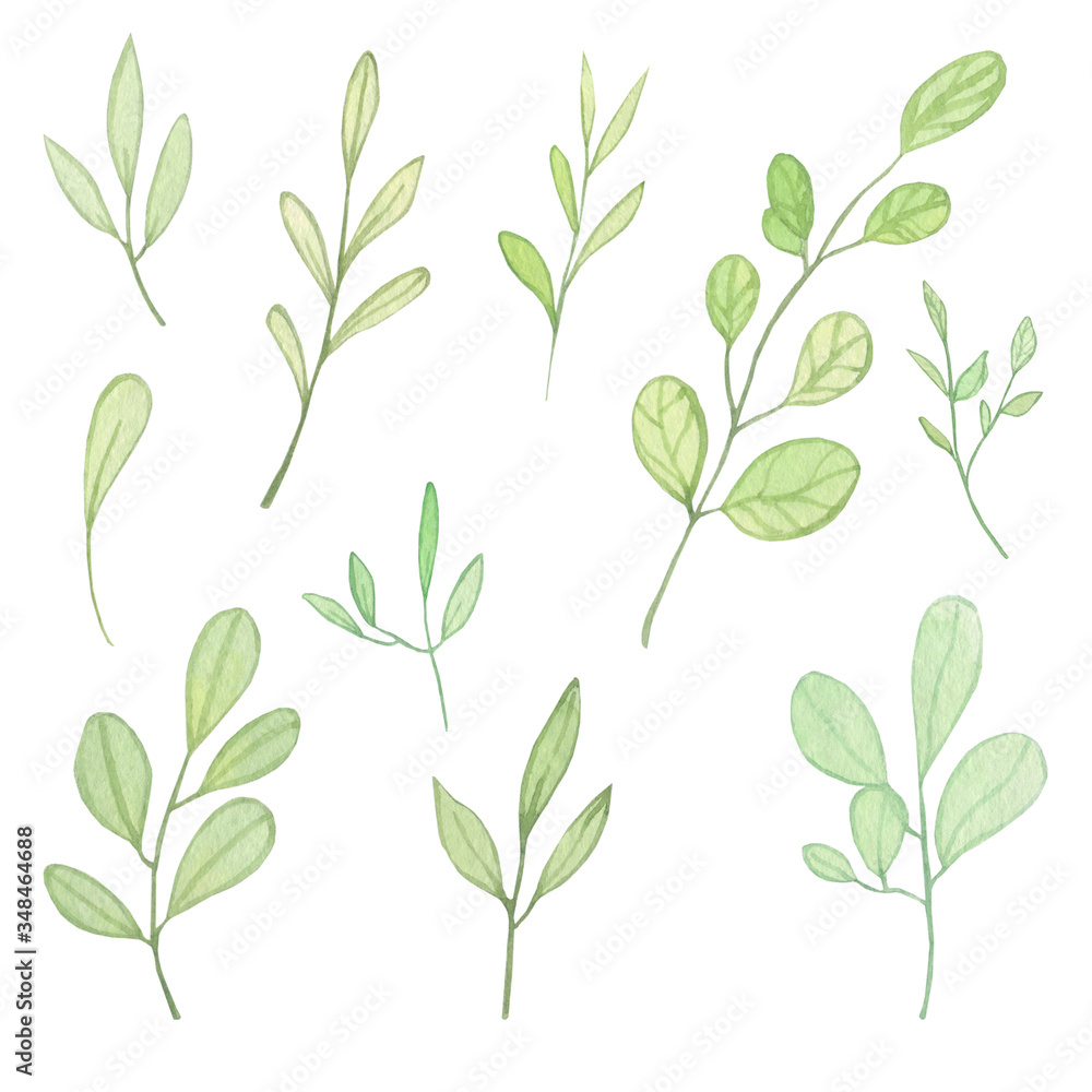 set of watercolor twigs. Delicate leaves. Elements for wedding printing
