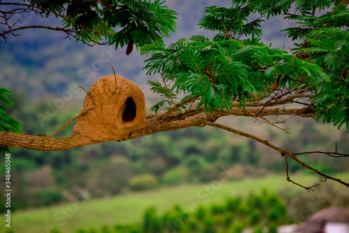 a small bird on a tree
