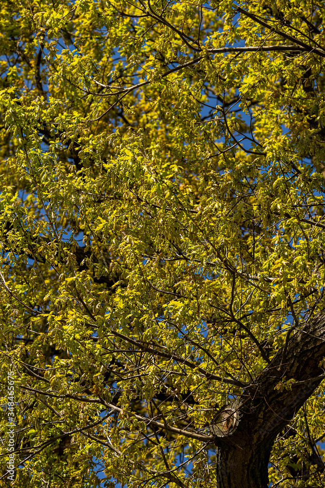 Ein Eichenbaum im Frühling mit noch gelblichen Blättern Ein Eichenbaum im Frühling mit noch gelblichen Blättern