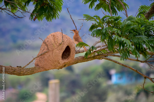 squirrel on a tree