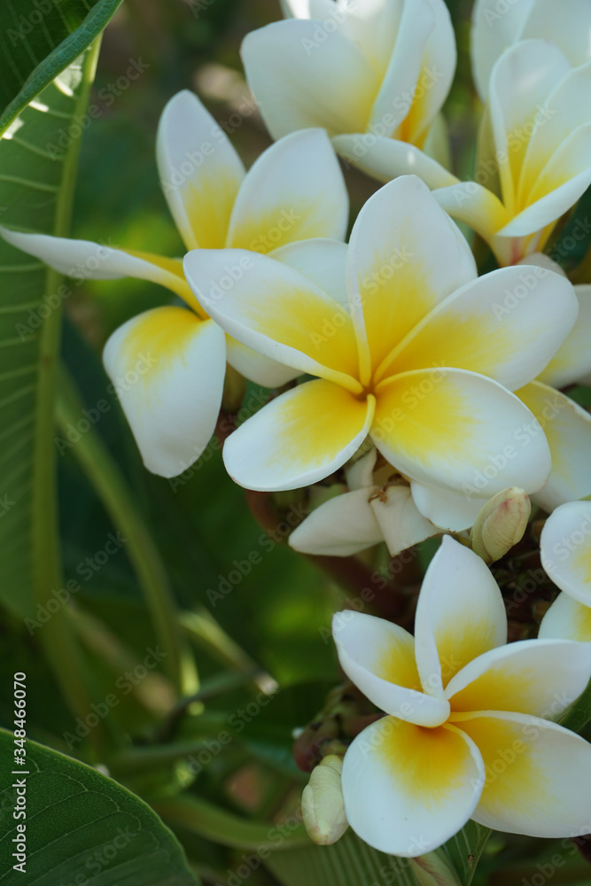 Frangipani Flower closeup. Exotic Plumeria Spa Flowers on green leaf tropical background. Beautiful Scented flosers, aromatherapy Frangipani Flower closeup. Exotic Plumeria Spa Flowers on green leaf tropical background. Beautiful Scented flosers, aromatherapy