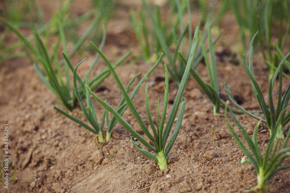 Onion sprouts in early spring at the kitchen garden Onion sprouts in early spring at the kitchen garden