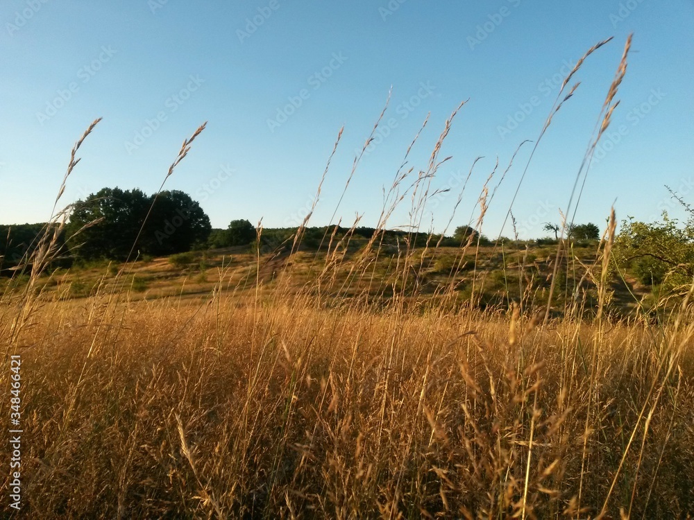 Obraz premium green garden in the forest. meadow in summer season