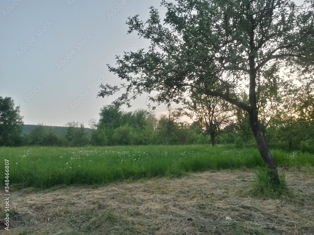 green garden in the forest. meadow in summer season green garden in the forest. meadow in summer season