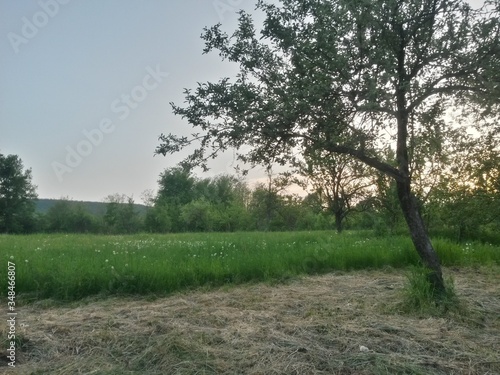 green garden in the forest. meadow in summer season