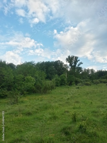 green garden in the forest. meadow in summer season