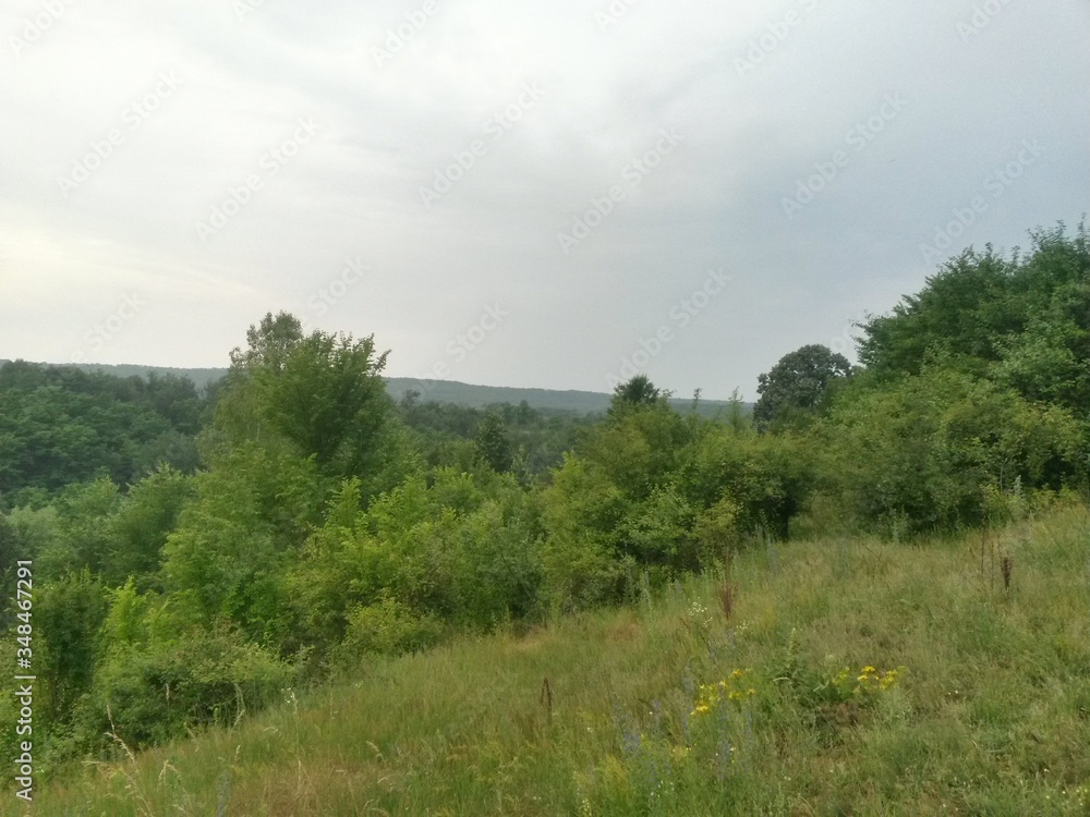 green garden in the forest. meadow in summer season green garden in the forest. meadow in summer season