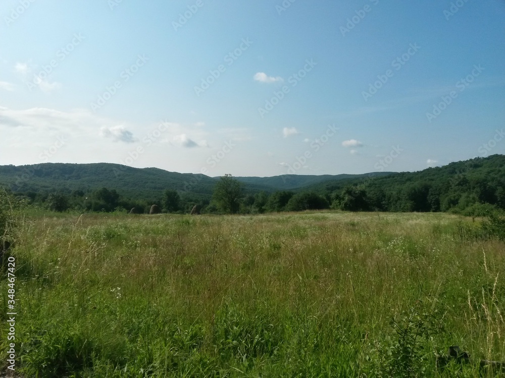 green garden in the forest. meadow in summer season