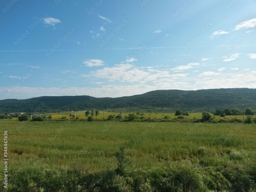 green garden in the forest. meadow in summer season