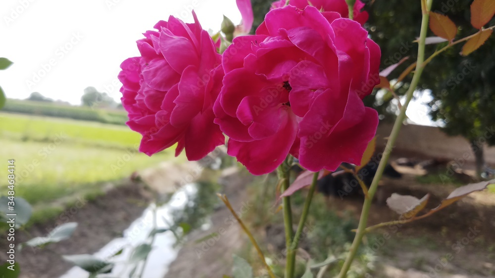 Red rose flower bloom on a background of blurry red roses in a roses garden. Red rose flower bloom on a background of blurry red roses in a roses garden.
