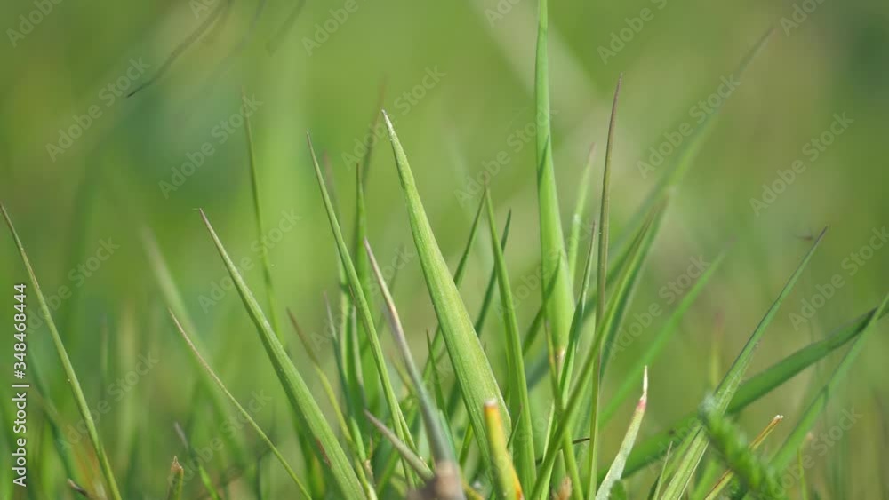 Frightened insect Crane Fly suddenly flying away from grass stalk. Small inhabitants in meadow countryside. Slow motion Frightened insect Crane Fly suddenly flying away from grass stalk. Small inhabitants in meadow countryside. Slow motion