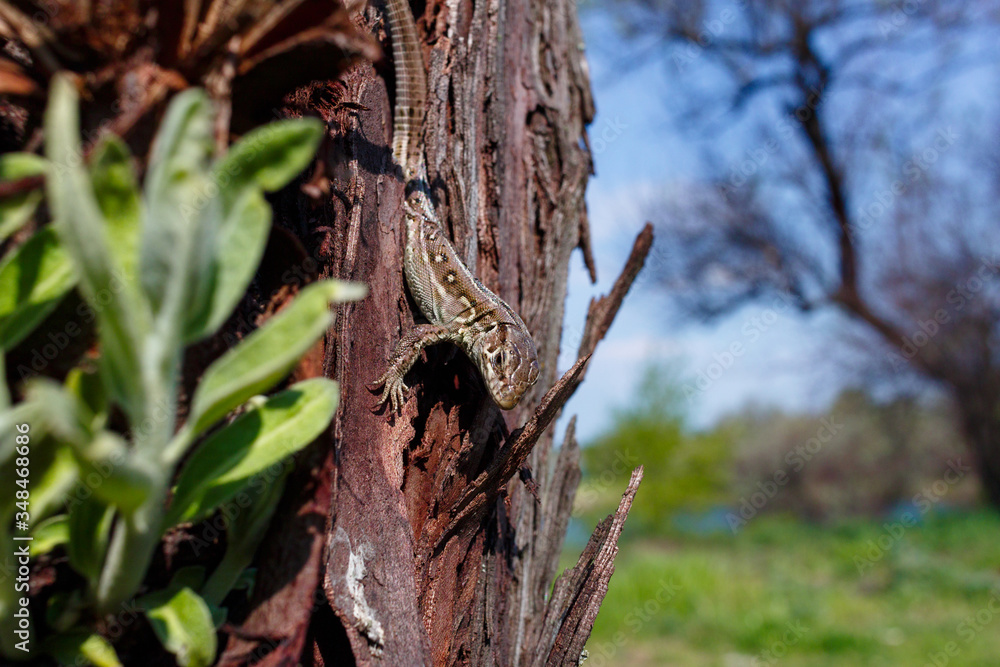 Green forest lizard, sitting on a tree. Wild lizard green. A brown-green lizard sits on a tree. Zootoca vivipara. Lizard from central Europe. Green forest lizard, sitting on a tree. Wild lizard green. A brown-green lizard sits on a tree. Zootoca vivipara. Lizard from central Europe.