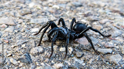 Spinne