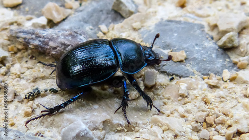 Käfer